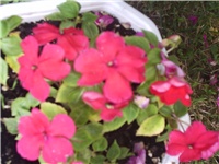 149aced3-Picture 005.jpg